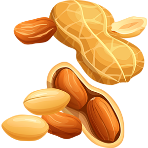 Groundnut