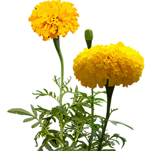 Marigold